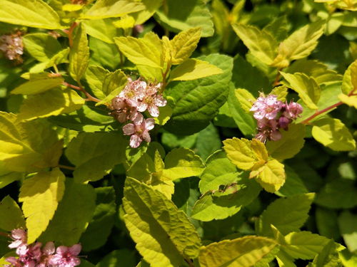 上海金山绣线菊哪家好 金山绣线菊与金焰绣线菊区别