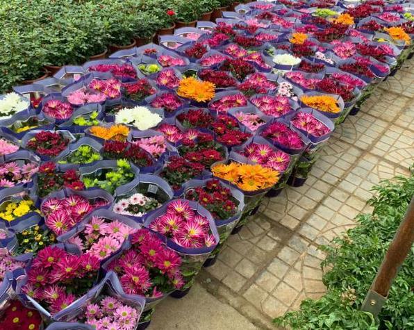 位于开封市梁山路与西安路之间,是一家集花卉种植苗木繁殖花卉贸易为