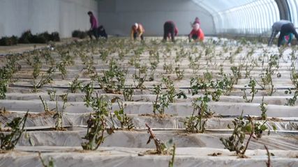 霍尔果斯市:发展花卉产业 绽放美丽经济