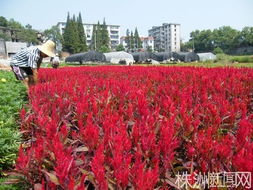 株洲市苗圃60万盆鲜花喜迎建国60周年