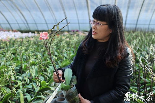 盐碱地开出年宵花,蝴蝶兰大棚迎来一年最忙时