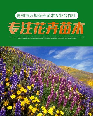 芝樱花海小苗培育 丛生福禄考盆栽种植基地 万旭花卉